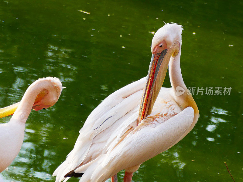 大白鹈鹕(Pelecanus onocrotalus)